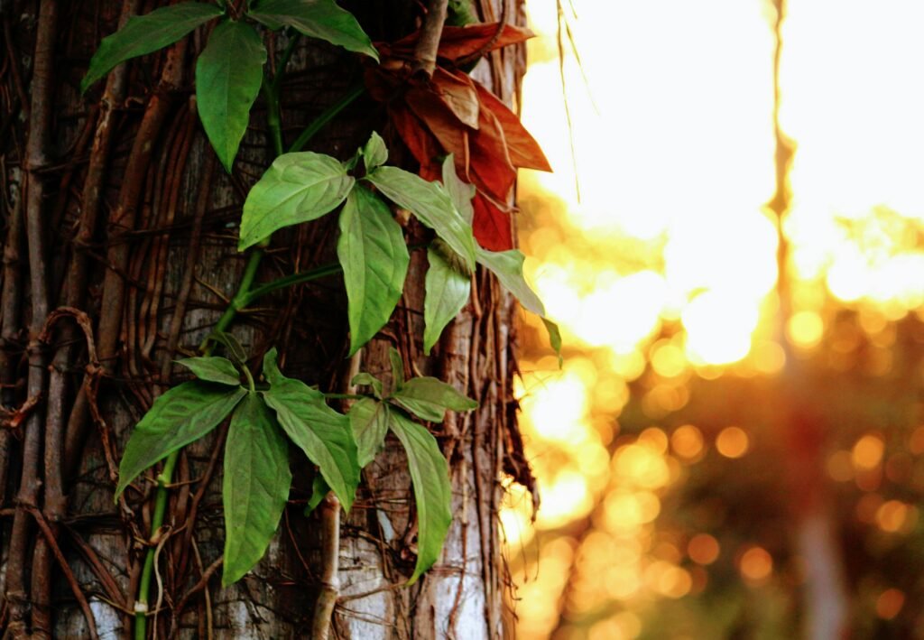 Vibrant green and red vines climbing a tree trunk with warm sunset glow.